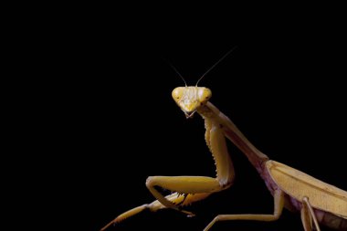 Siyah zemin üzerinde izole edilmiş dev Asya Sarı Peygamberdevesi (hiyerodula membranacea).