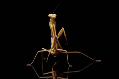 Siyah zemin üzerinde izole edilmiş dev Asya Sarı Peygamberdevesi (hiyerodula membranacea).