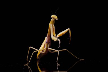 Siyah zemin üzerinde izole edilmiş dev Asya Sarı Peygamberdevesi (hiyerodula membranacea).