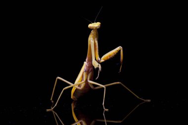 Siyah zemin üzerinde izole edilmiş dev Asya Sarı Peygamberdevesi (hiyerodula membranacea).