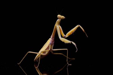 Siyah zemin üzerinde izole edilmiş dev Asya Sarı Peygamberdevesi (hiyerodula membranacea).