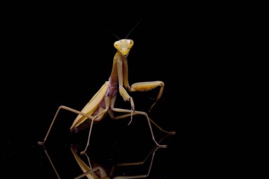 Siyah zemin üzerinde izole edilmiş dev Asya Sarı Peygamberdevesi (hiyerodula membranacea).