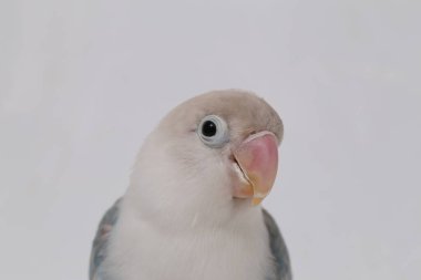 Agapornis fischeri aşk kuşu beyaz arka planda izole edilmiş.