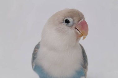 Agapornis fischeri aşk kuşu beyaz arka planda izole edilmiş.