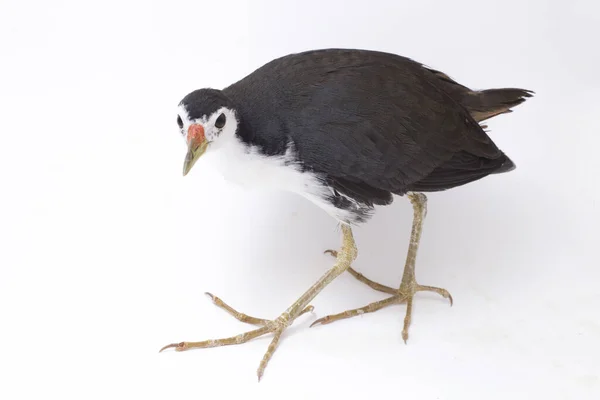 Oiseau Waterhen Poitrine Blanche Amaurornis Phoenicurus Isolé Sur Fond Blanc — Photo