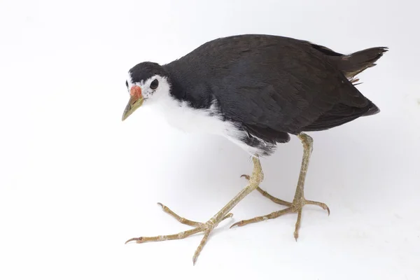 Oiseau Waterhen Poitrine Blanche Amaurornis Phoenicurus Isolé Sur Fond Blanc — Photo