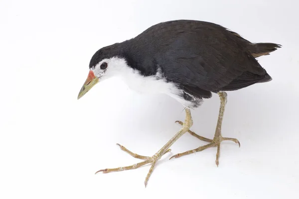 Oiseau Waterhen Poitrine Blanche Amaurornis Phoenicurus Isolé Sur Fond Blanc — Photo