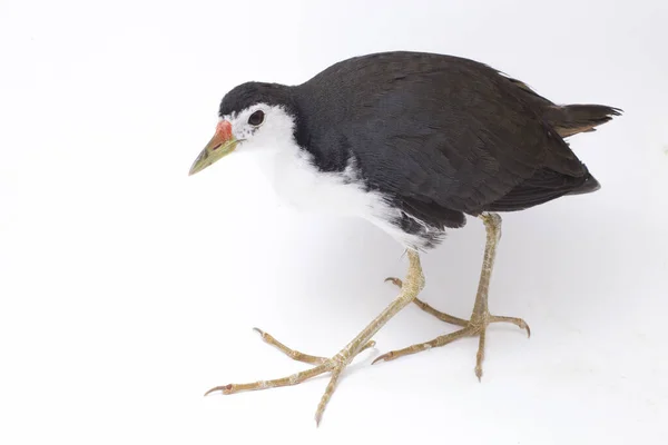 Oiseau Waterhen Poitrine Blanche Amaurornis Phoenicurus Isolé Sur Fond Blanc — Photo