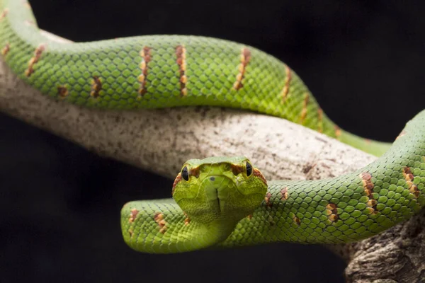 Wagler Gödör Vipera Tropidolaemus Wagleri Fekete Alapon Elszigetelt Faágon — Stock Fotó