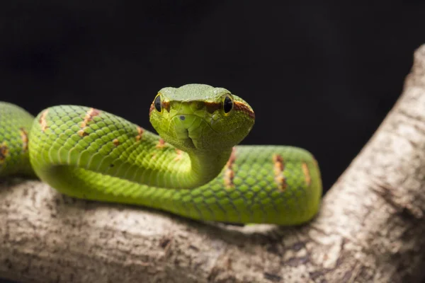 黒い背景に隔離された木の枝にワグラーのピットバイパー Tropibalaemus Wagleri — ストック写真