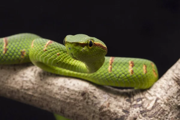 Waglers Grubenviper Tropidolaemus Wagleri Auf Ast Isoliert Auf Schwarzem Hintergrund — Stockfoto