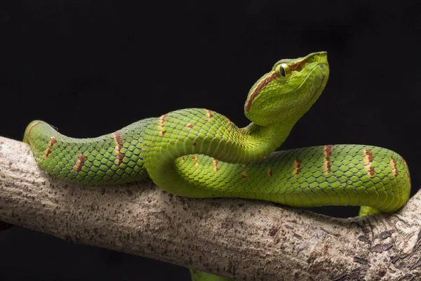 黒い背景に隔離された木の枝にワグラーのピットバイパー Tropibalaemus Wagleri — ストック写真