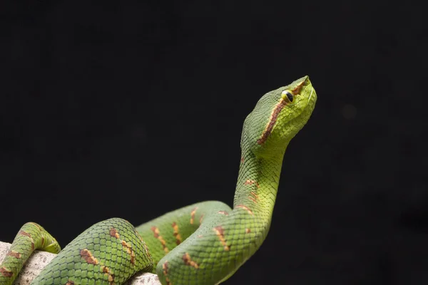 Cobra víbora azul no galho, cobra víbora pronta para atacar, insularis azul