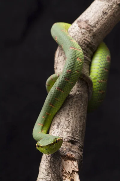 Wagler Grop Huggorm Tropidolaemus Wagleri Träd Gren Isolerad Svart Bakgrund — Stockfoto