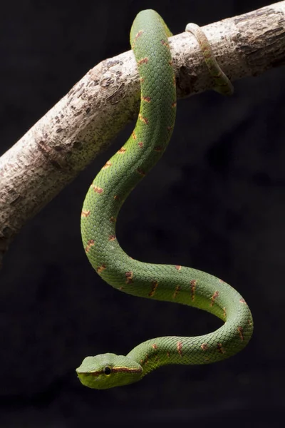 Waglers Grubenviper Tropidolaemus Wagleri Auf Ast Isoliert Auf Schwarzem Hintergrund — Stockfoto