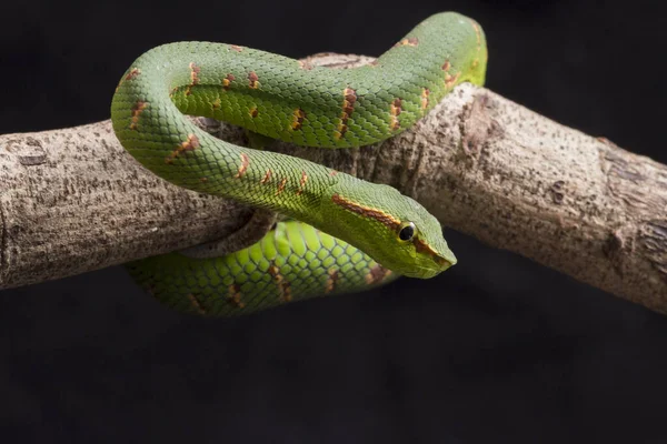 Waglers Grubenviper Tropidolaemus Wagleri Auf Ast Isoliert Auf Schwarzem Hintergrund — Stockfoto