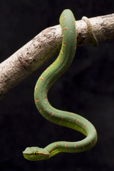 Viper Poço Wagler Tropidolaemus Eri Galho Árvore Isolado Sobre Fundo — Fotografia de Stock