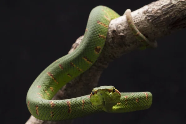 Wagler Pit Viper Tropidolaemus Wagleri Tree Branch Isolated Black Background — 图库照片