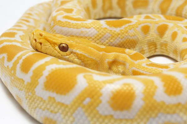 Albino Birmanês Python Python Molurus Bivittatus Isolado Sobre Fundo Branco — Fotografia de Stock