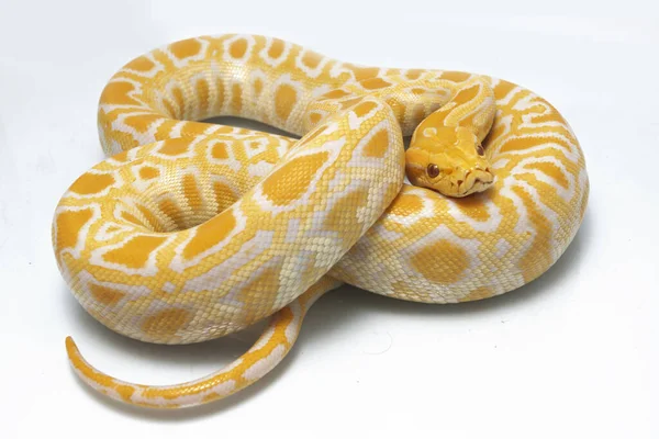 Albino Burmesiska Python Python Molurus Bivittatus Isolerad Vit Bakgrund — Stockfoto