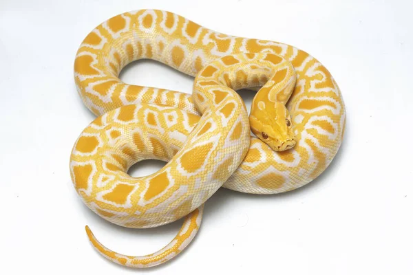 Albinos Birmański Python Python Molurus Bivittatus Izolowany Białym Tle — Zdjęcie stockowe