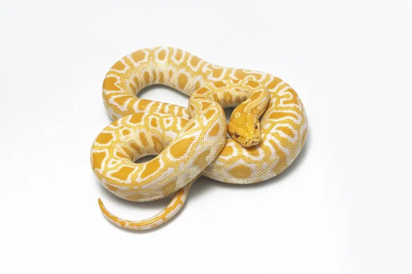 Albino Birmanya Pythonu Python Molurus Bivittatus Beyaz Arkaplanda Izole Edildi — Stok fotoğraf