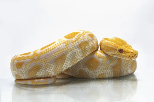 Albino Birmanês Python Python Molurus Bivittatus Isolado Sobre Fundo Branco — Fotografia de Stock