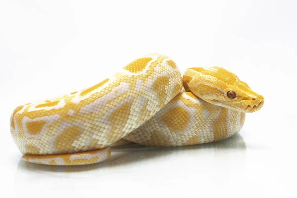 Albín Barmský Python Python Molurus Bivittatus Izolovaný Bílém Pozadí — Stock fotografie