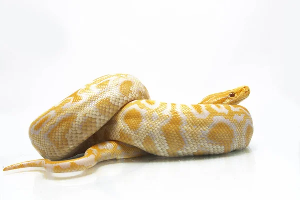 Albino Burman Python Python Molurus Bivittatus Eristetty Valkoisella Pohjalla — kuvapankkivalokuva