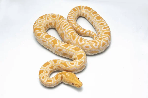 Albino Birmanya Pythonu (Python molurus bivittatus) beyaz arkaplanda izole edildi