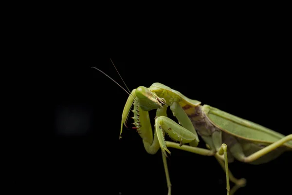 Obří Asijské Zelené Kudlanky Hierodula Membranacea Izolované Černém Pozadí — Stock fotografie