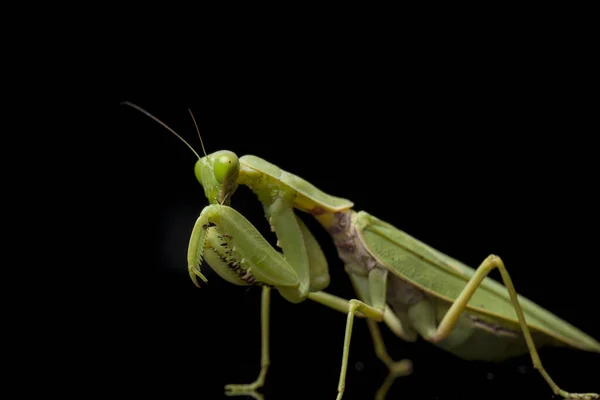 Gigante Asiático Verde Louva Deus Hierodula Membranacea Isolado Fundo Preto — Fotografia de Stock