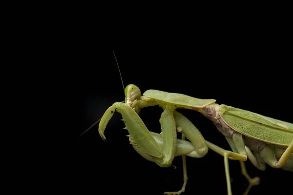 Giant Asian Green Praying Mantis Hierodula Membranacea Isolated Black Background — Stock Photo, Image