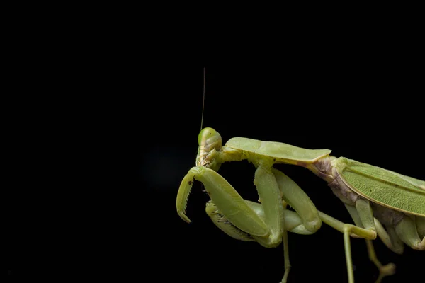 在黑色背景下分离出的巨大的亚洲绿色祈祷螳螂 — 图库照片