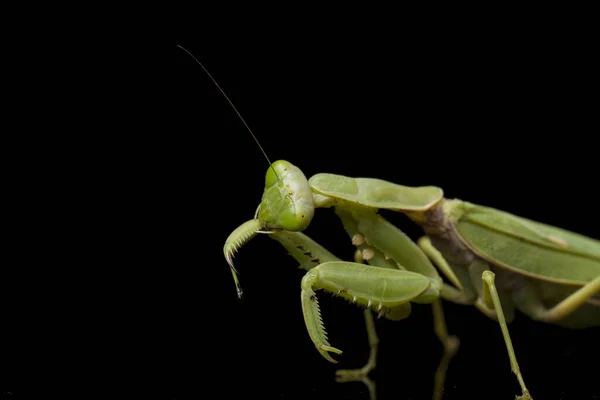 在黑色背景下分离出的巨大的亚洲绿色祈祷螳螂 — 图库照片