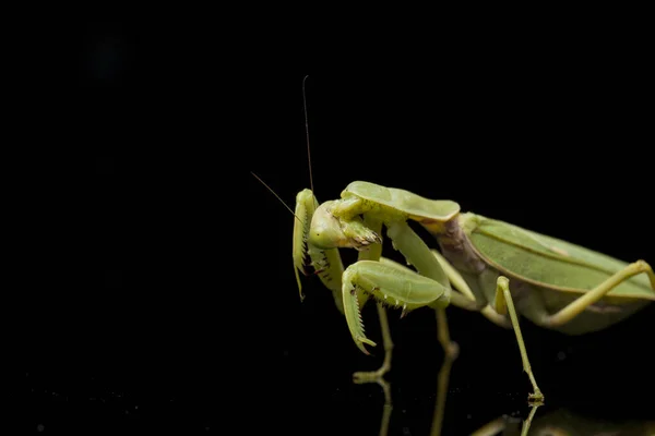 Giant Asian Green Praying Mantis (Hierodula membranacea) isolated on Black background.