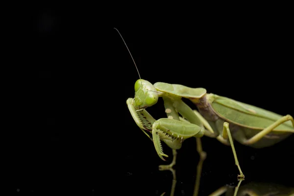 Giant Asian Green Praying Mantis (Hierodula membranacea) isolated on Black background.