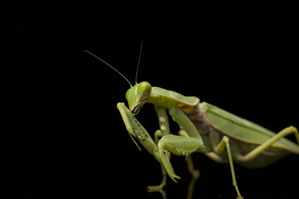 Obří Asijské Zelené Kudlanky Hierodula Membranacea Izolované Černém Pozadí — Stock fotografie