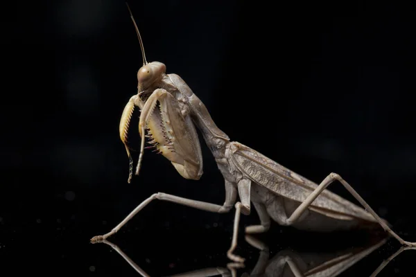 Mante Priante Géante Asiatique Brune Hierodula Membranacea Isolée Sur Fond — Photo