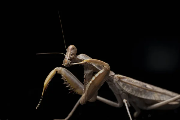 在黑色背景下分离出的巨大的亚洲褐斑螳螂 — 图库照片