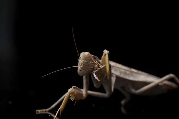 Giant Asian Brown Praying Mantis (Hierodula membranacea) isolated on Black background.