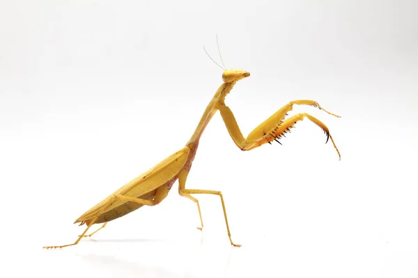 Giallo Asiatico Gigante Pregando Mantis Membranacea Hierodula Isolato Sfondo Bianco — Foto Stock