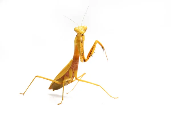 从白色背景分离出来的巨大的亚洲黄对虾螳螂 — 图库照片