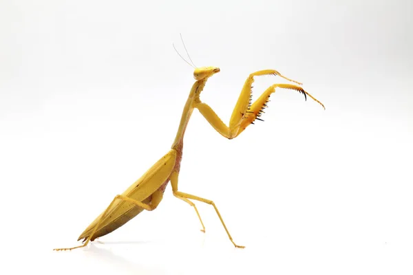 从白色背景分离出来的巨大的亚洲黄对虾螳螂 — 图库照片
