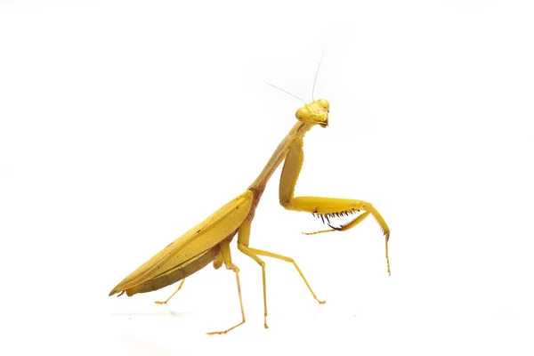 Mantis Orante Amarilla Asiática Gigante Hierodula Membranacea Aislada Sobre Fondo —  Fotos de Stock