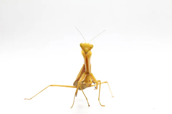 Giant Asian Yellow Praying Mantis Hierodula Membranacea Isolated White Background — Stock Photo, Image