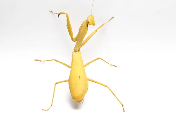 Gigante Asiático Amarelo Orando Mantis Hierodula Membranacea Isolado Sobre Fundo — Fotografia de Stock