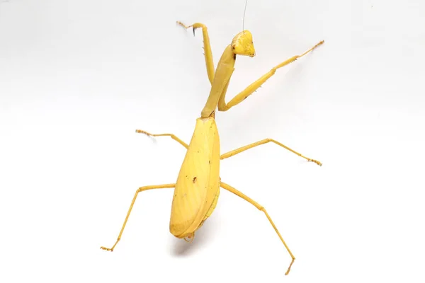 Gigante Asiático Amarelo Orando Mantis Hierodula Membranacea Isolado Sobre Fundo — Fotografia de Stock