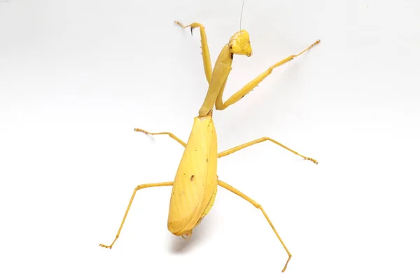 Giant Asian Yellow Praying Mantis Hierodula Membranacea Isolated White Background — Stock Photo, Image