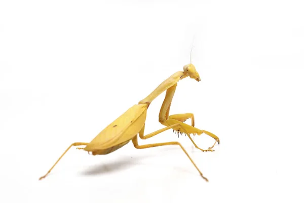 Giant Asian Yellow Praying Mantis Hierodula Membranacea Isolated White Background — Stock Photo, Image